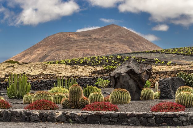 Jardín de catus de El Grifo. La Geria. Lanzarote